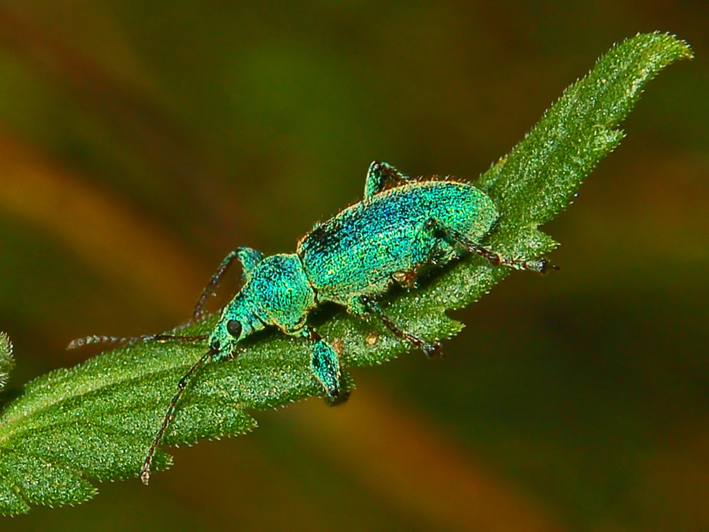 Un curculionide colorato di azzurro e di blu